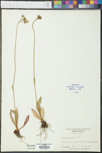 Hieracium caespitosum image