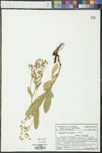 Hieracium horridum image