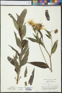 Helianthus tuberosus image