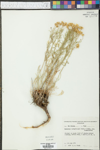 Hymenoxys richardsonii image