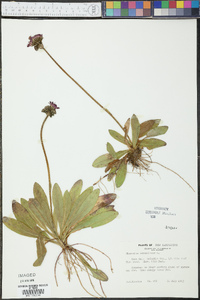 Hieracium aurantiacum image