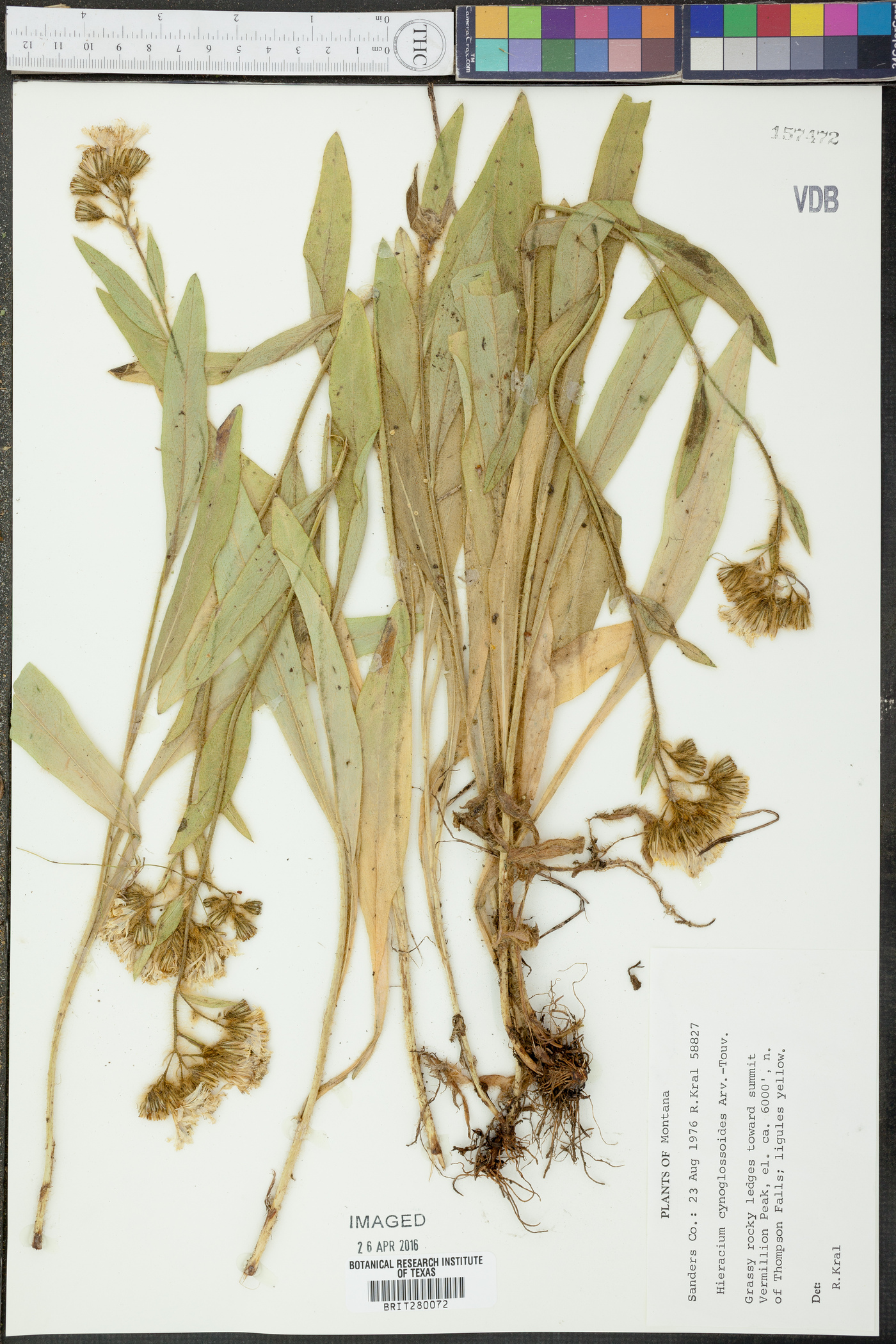 Hieracium cynoglossoides image