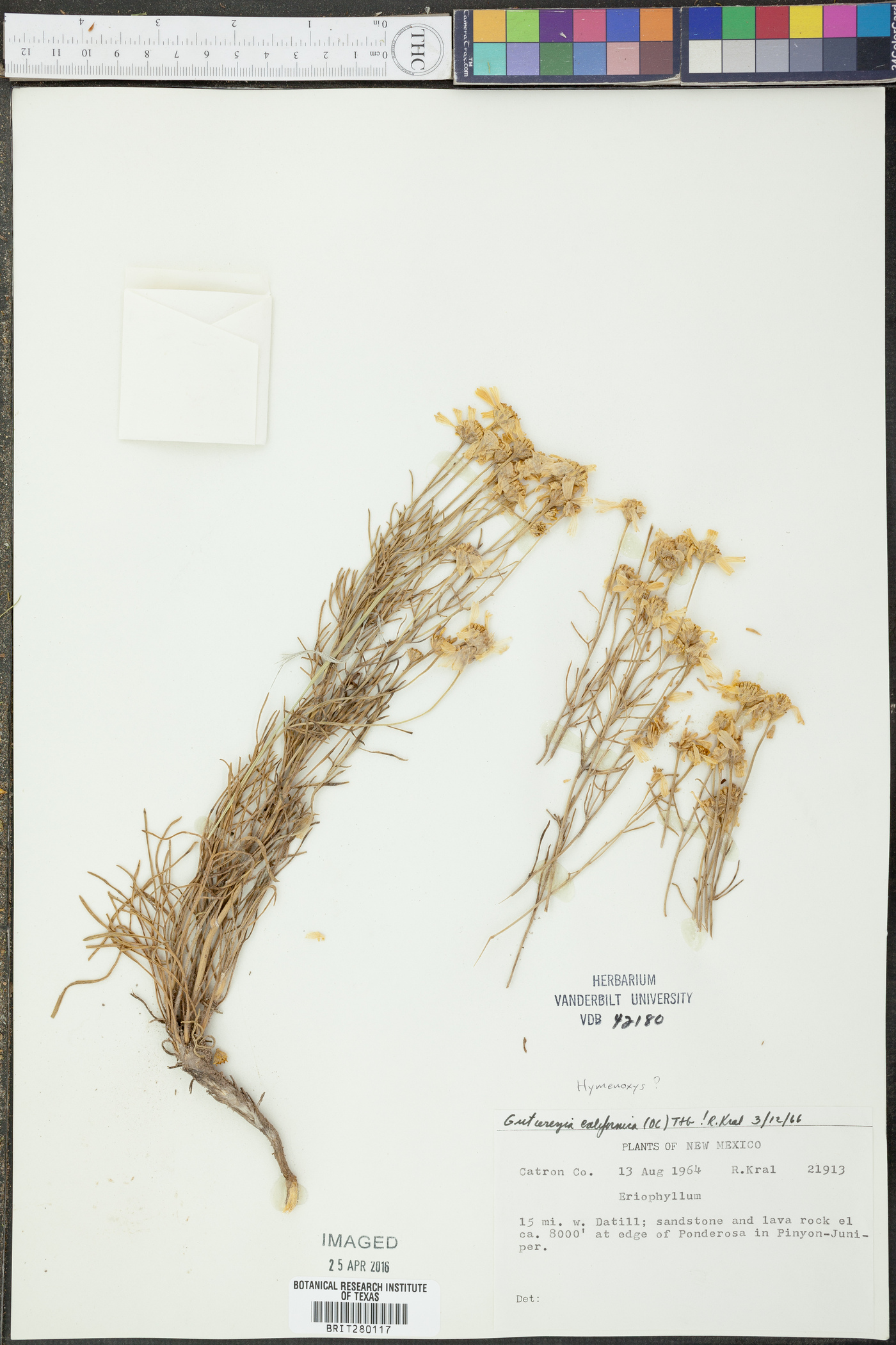Gutierrezia californica image