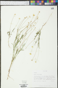 Tetraneuris linearifolia var. linearifolia image