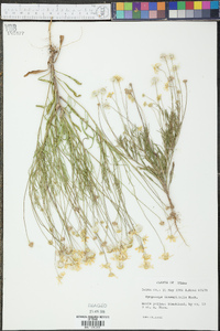 Tetraneuris linearifolia image