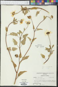 Helianthus debilis image