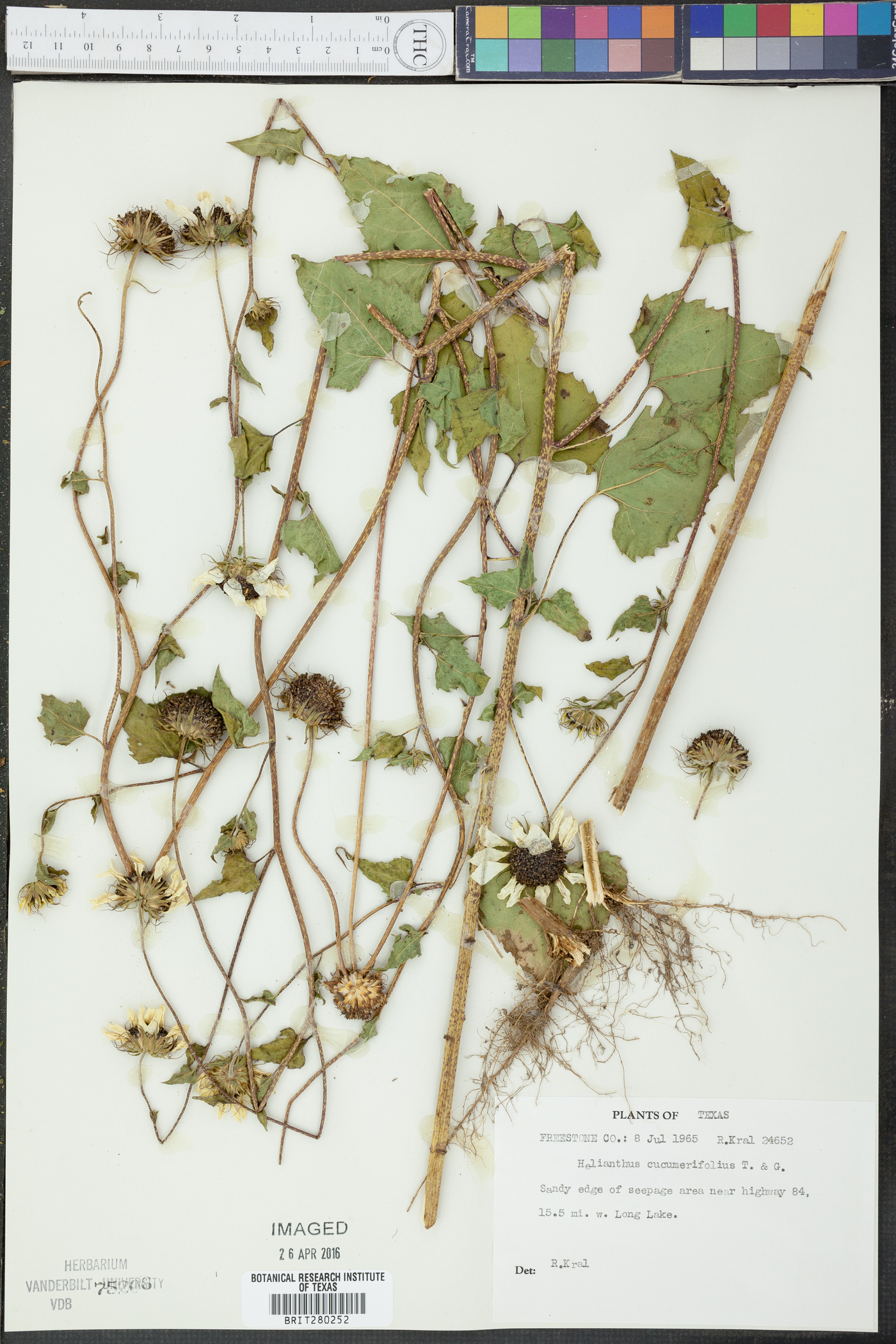 Helianthus cucumerifolius image