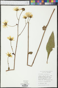 Helianthus atrorubens image