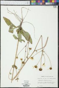 Helianthus atrorubens image