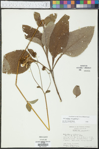 Helianthus atrorubens image