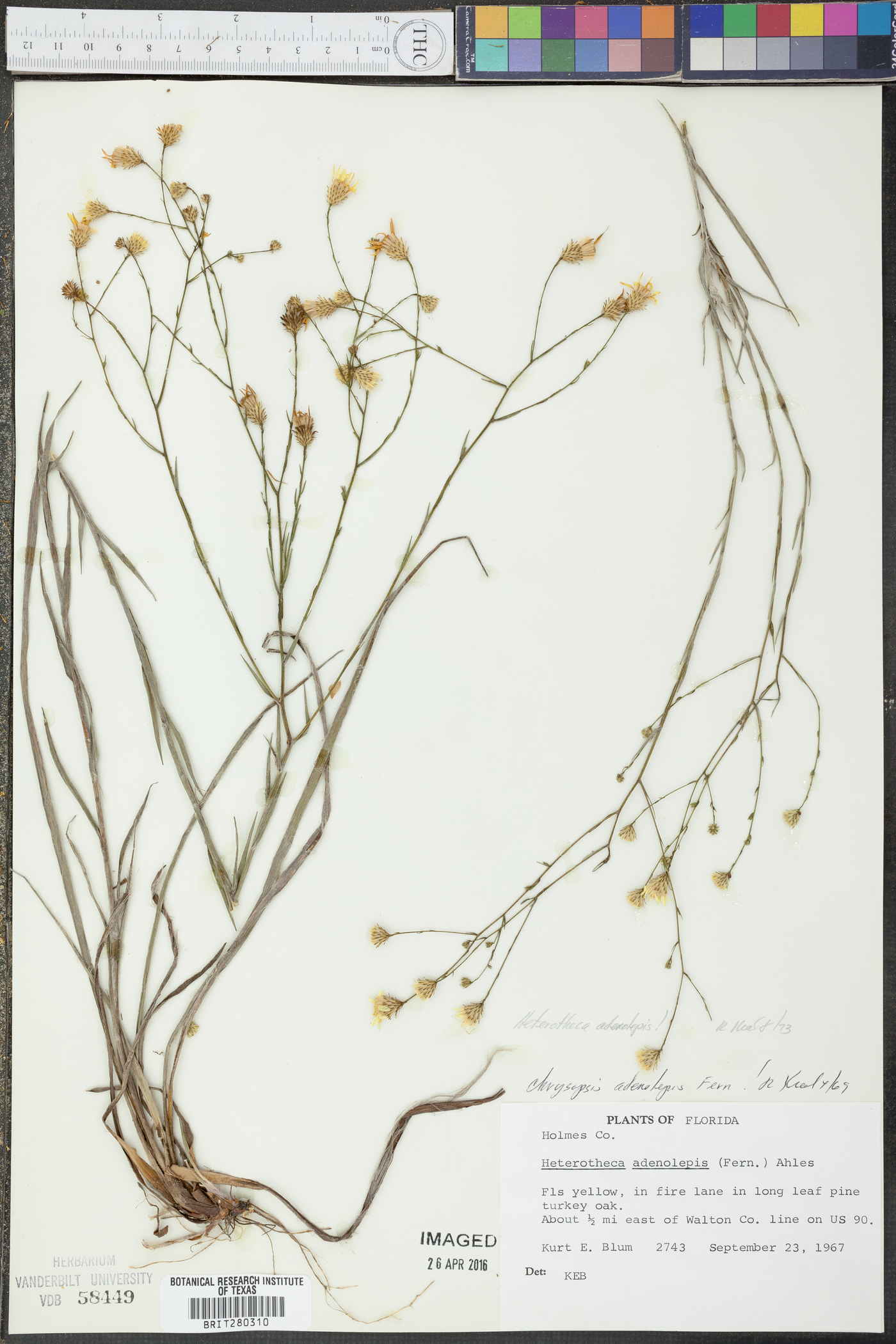 Heterotheca adenolepis image
