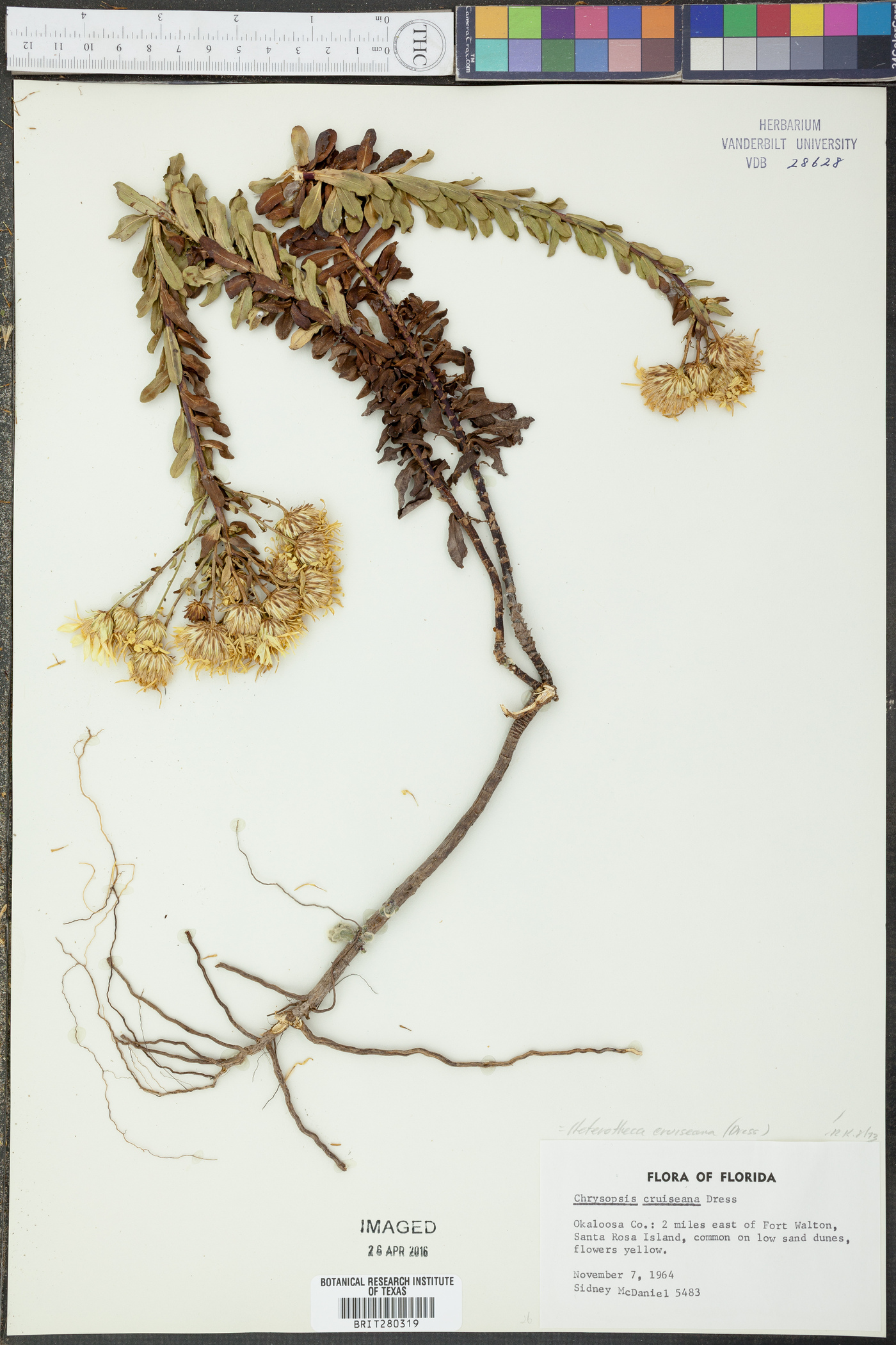 Heterotheca cruiseana image