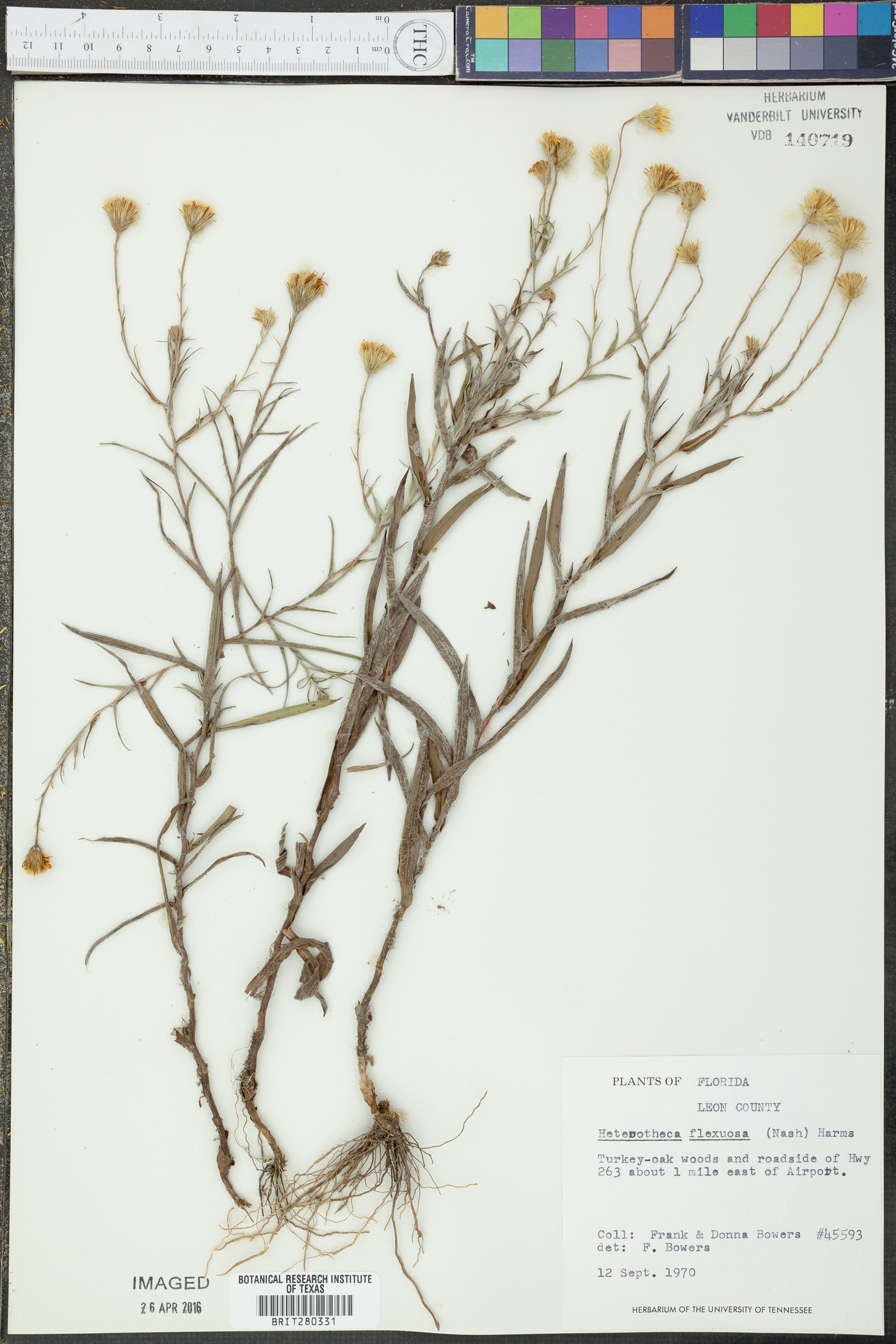 Heterotheca flexuosa image
