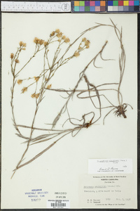 Heterotheca adenolepis image