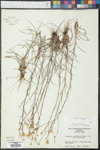 Heterotheca adenolepis image