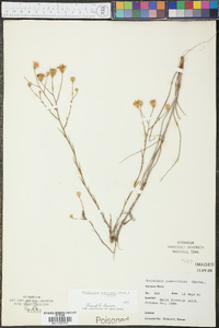 Heterotheca adenolepis image