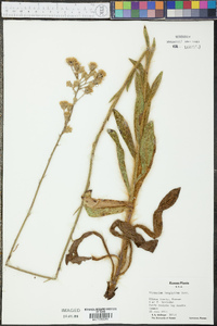 Hieracium longipilum image