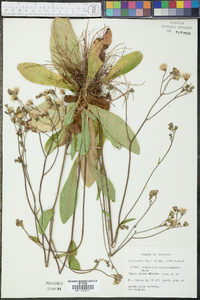 Hieracium megacephalon image