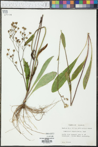 Hieracium megacephalon image