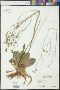 Hieracium venosum image