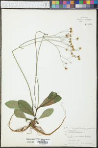 Hieracium venosum image