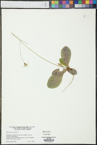 Hieracium venosum image