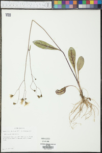 Hieracium venosum image