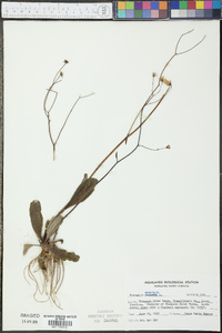 Hieracium venosum image