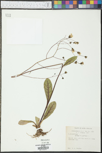 Hieracium venosum image