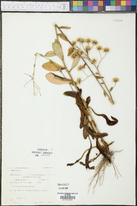 Hieracium scabrum image