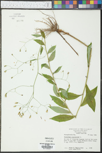 Hieracium paniculatum image
