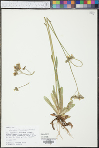 Hieracium piloselloides image