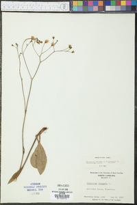 Hieracium venosum image