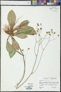 Hieracium gronovii image