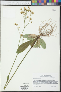 Hieracium gronovii image