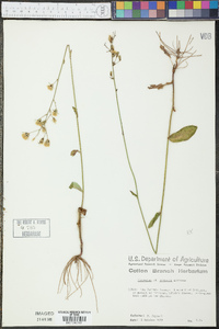 Hieracium gronovii image