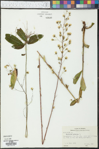 Hieracium gronovii image