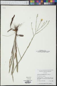 Heterotheca graminifolia image