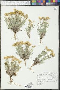 Erigeron aphanactis image