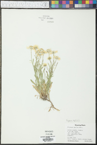 Erigeron engelmannii image