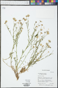 Erigeron filifolius image