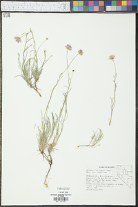 Erigeron filifolius image