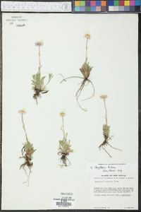 Erigeron flagellaris image