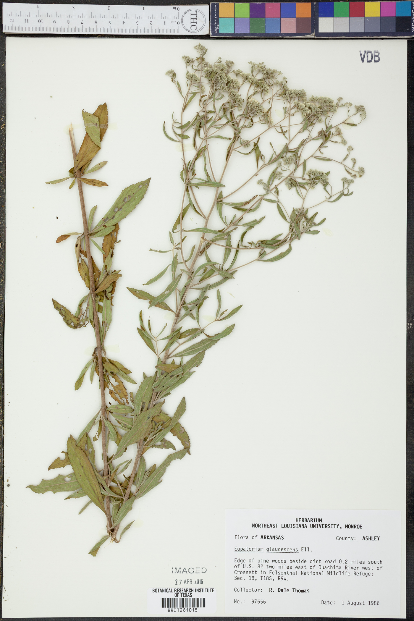 Eupatorium glaucescens image