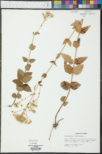 Eupatorium aromaticum image