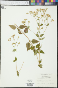 Eupatorium aromaticum image