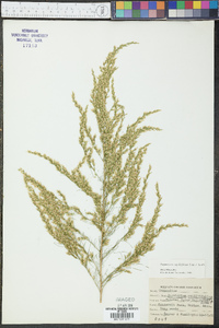 Eupatorium capillifolium image