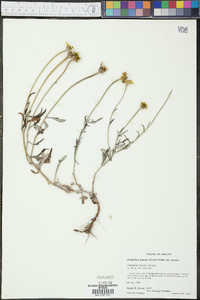 Eriophyllum lanatum image