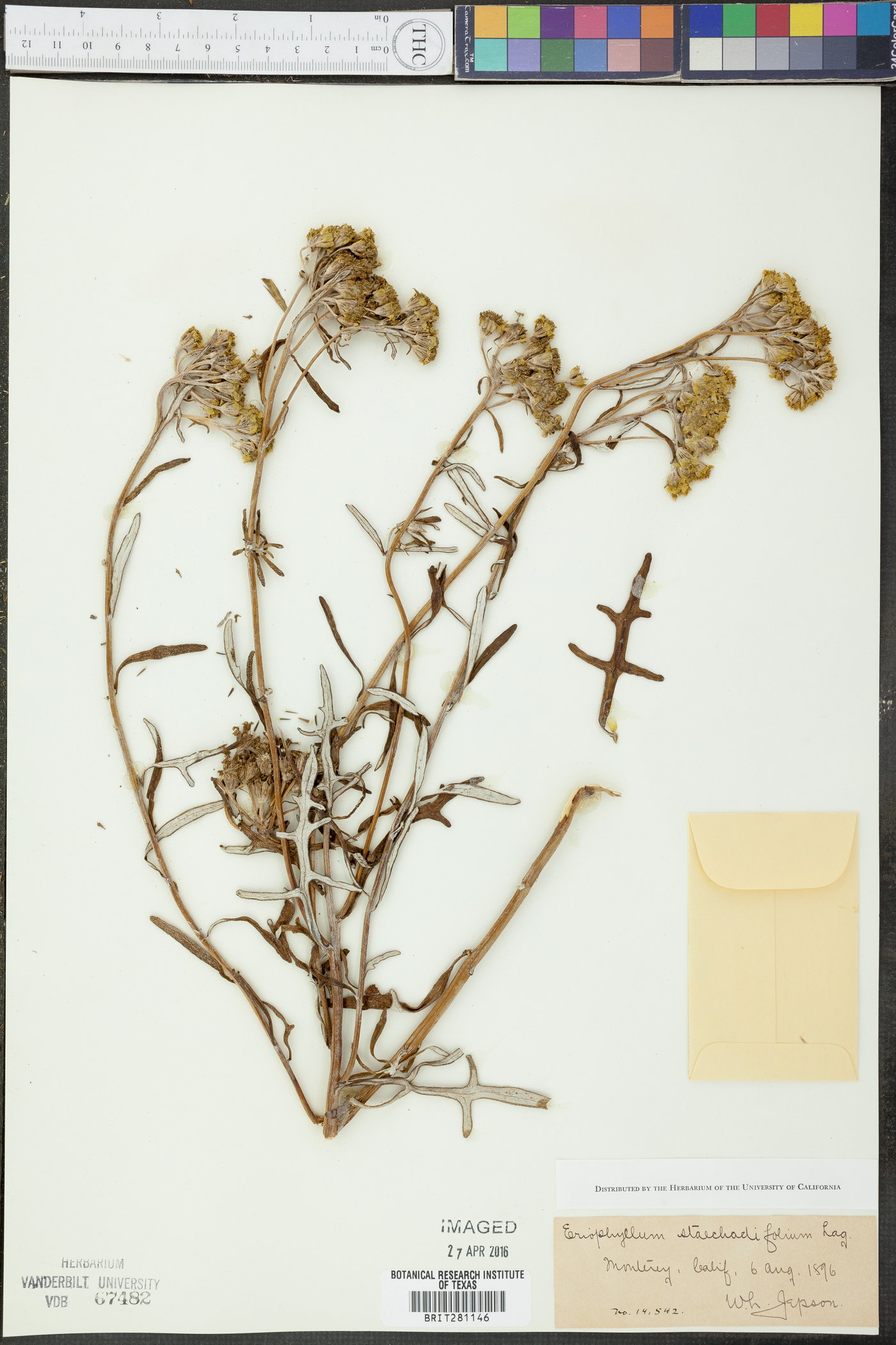 Eriophyllum staechadifolium image