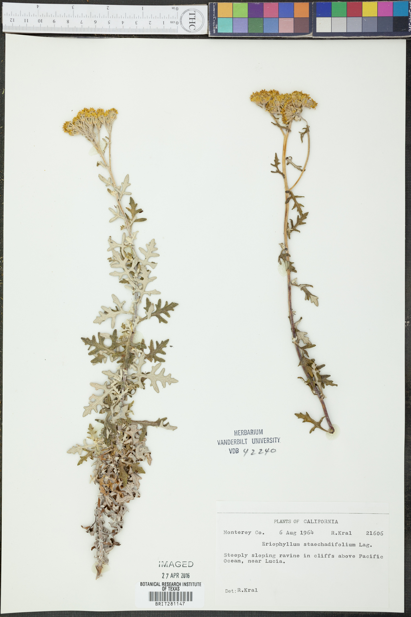 Eriophyllum staechadifolium image